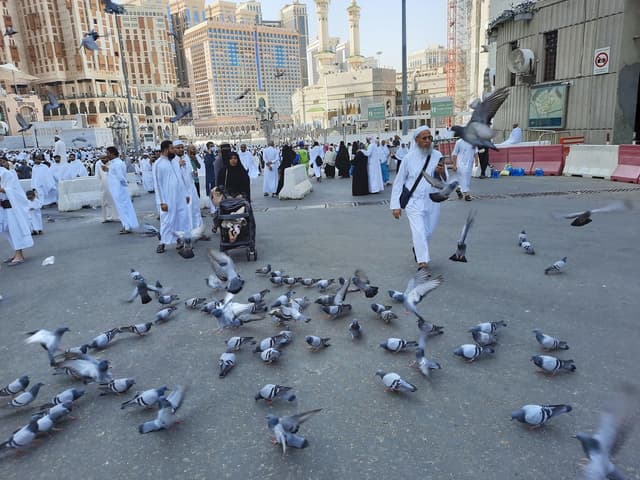 Arabie Saoudite : nourrir les pigeons à Makkah et Madinah désormais interdit et sanctionné
