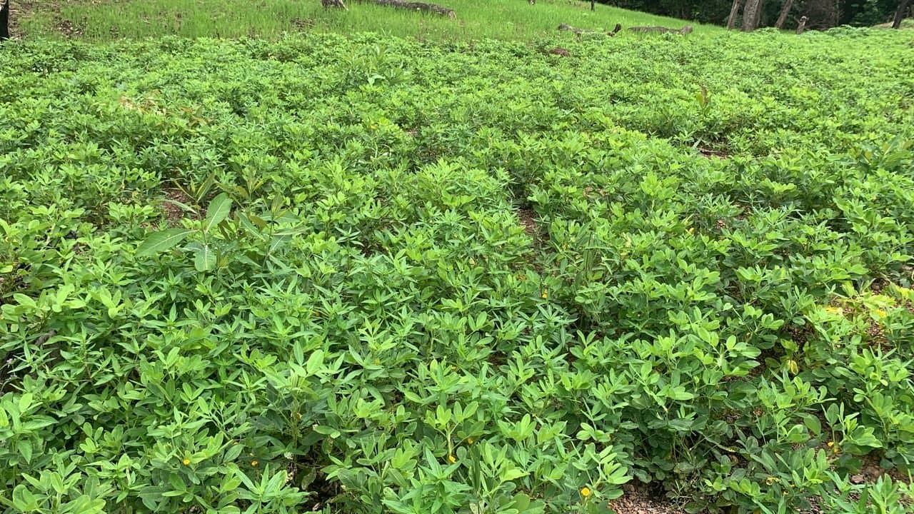 L’agriculture comme héritage, la modernité comme obstacle : le combat quotidien de Nouman SACKO