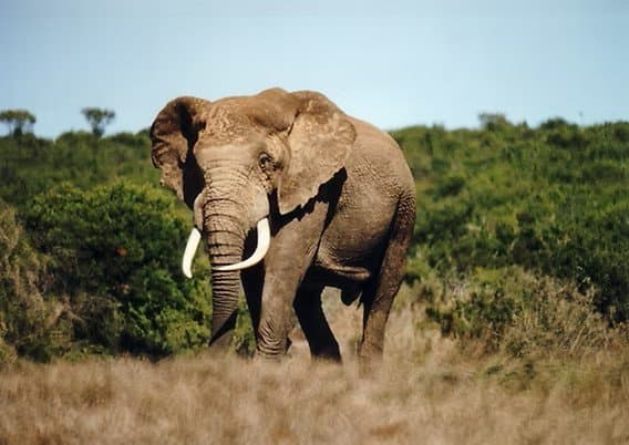 Inde : un éléphant traqué après la mort de 22 personnes dans l’État du Jharkhand