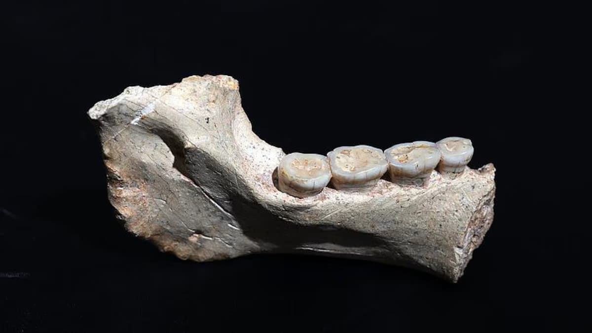 Maroc : des fossiles vieux de 773 000 ans renforcent l’hypothèse d’une origine africaine de l’humanité