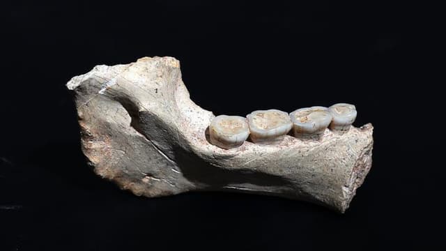 Maroc : des fossiles vieux de 773 000 ans renforcent l’hypothèse d’une origine africaine de l’humanité